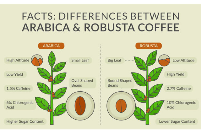 So sánh cà phê arabica và robusta có điểm gì khác biệt
