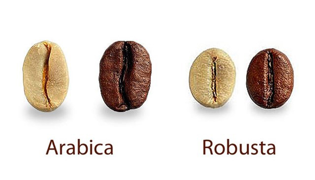 So sánh cà phê arabica và robusta có điểm gì khác biệt